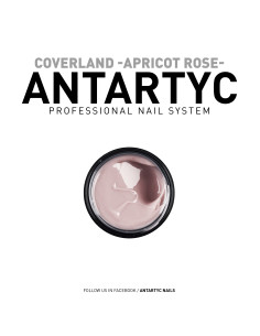 APRICOT ROSE 2